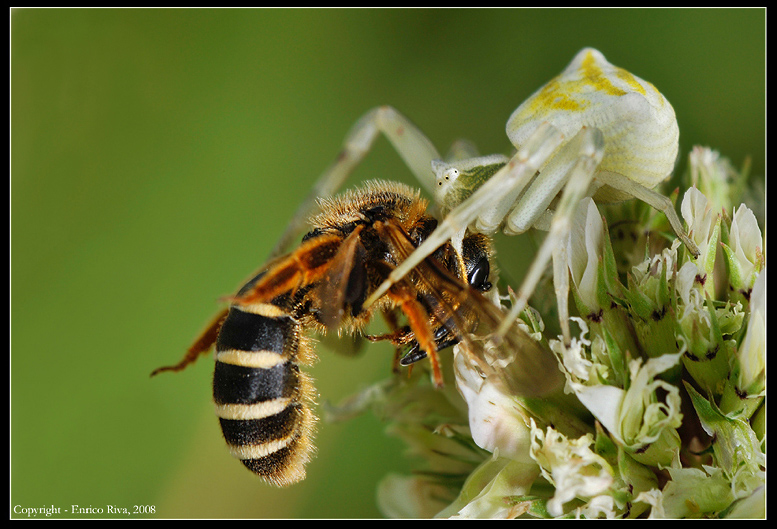 Prime foto macro anche per me